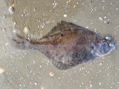 Limanda limanda