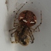 Common Pirate Spider - Photo (c) Joe Bartok, some rights reserved (CC BY-NC), uploaded by Joe Bartok