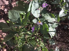 Solanum fendleri