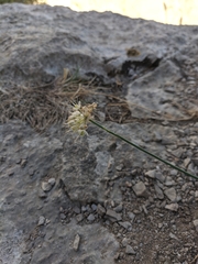 Allium marschalianum