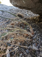 Allium marschalianum