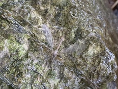 Tipulomorpha