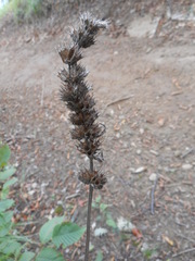 Stachydeae