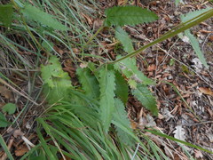 Stachydeae