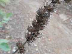 Stachydeae
