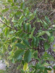Celtis planchoniana