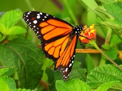 Danaus plexippus