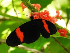 Heliconius erato
