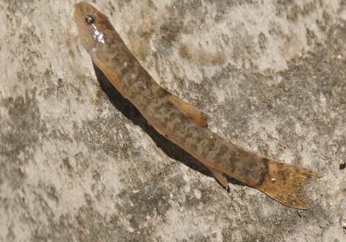 Namir's loach (Oxynoemacheilus namiri) — Nemacheilidae — 3