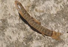 Oxynoemacheilus