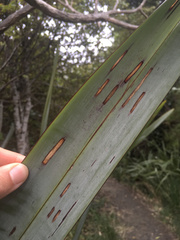 Orthoclydon praefectata