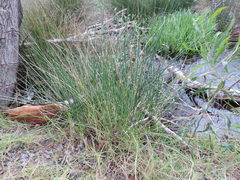 Juncus kraussii kraussii