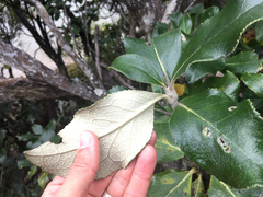 Macrolearia colensoi