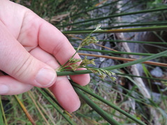 Juncus kraussii kraussii