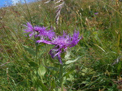 Centaurea nervosa