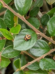 Harmonia axyridis