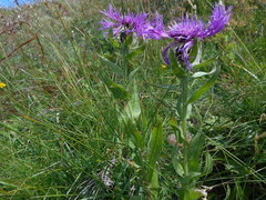 Centaurea nervosa