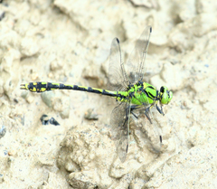 Ophiogomphus obscurus