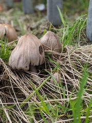 Coprinopsis atramentaria