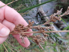 Juncus kraussii kraussii
