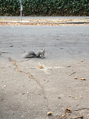 Sciurus griseus