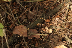 Marasmius wettsteinii