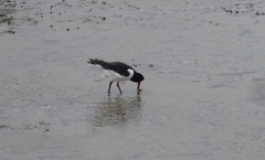 Haematopus ostralegus