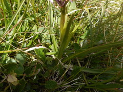 Hypochaeris uniflora