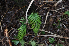 Asplenium appendiculatum