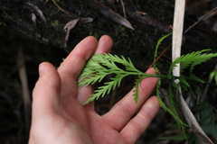 Asplenium appendiculatum