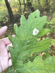 Phyllonorycter basistrigella