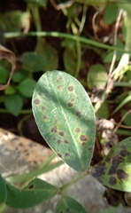 Cercosporiose (Cercospora arachidicola)