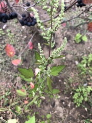 Chenopodiastrum hybridum