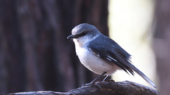 Eopsaltria georgiana