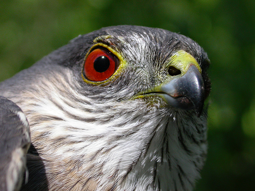 Sharp-shinned Hawk photographed in Nevada