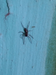 Spartaeus spinimanus