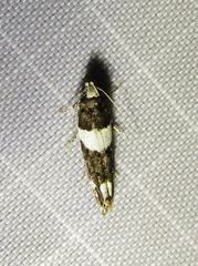 Recurvaria leucatella