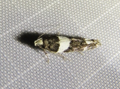 Recurvaria leucatella