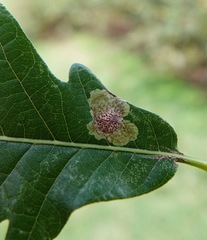 Tischeria quercitella