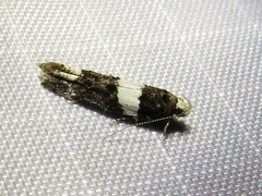 Recurvaria leucatella