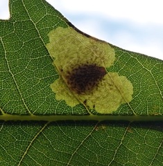 Tischeria quercitella