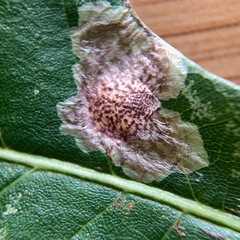 Tischeria quercitella