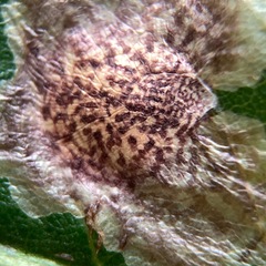 Tischeria quercitella