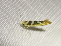 Argyresthia goedartella
