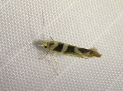 Argyresthia goedartella