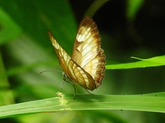 Mestra