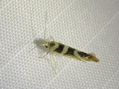 Argyresthia goedartella