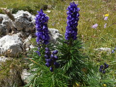 Aconitum tauricum
