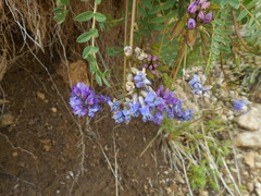 Oxytropis montana