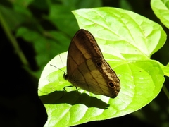 Euptychiina